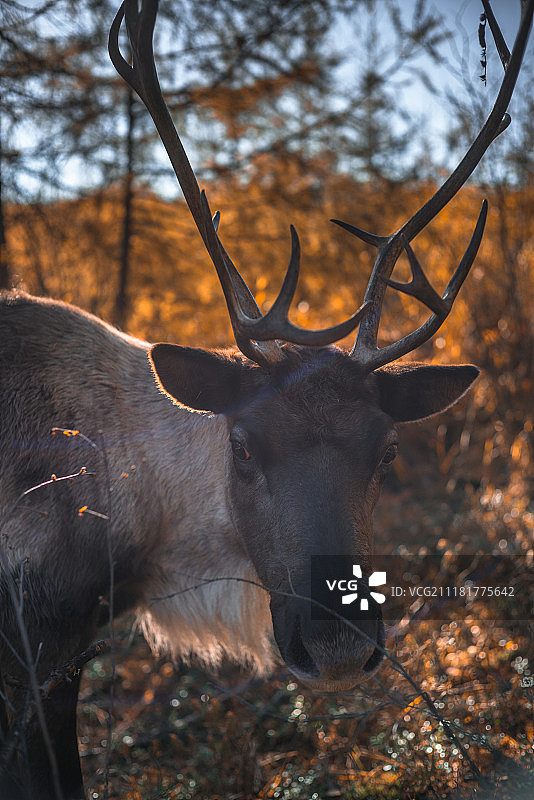 驯鹿的头部图片素材