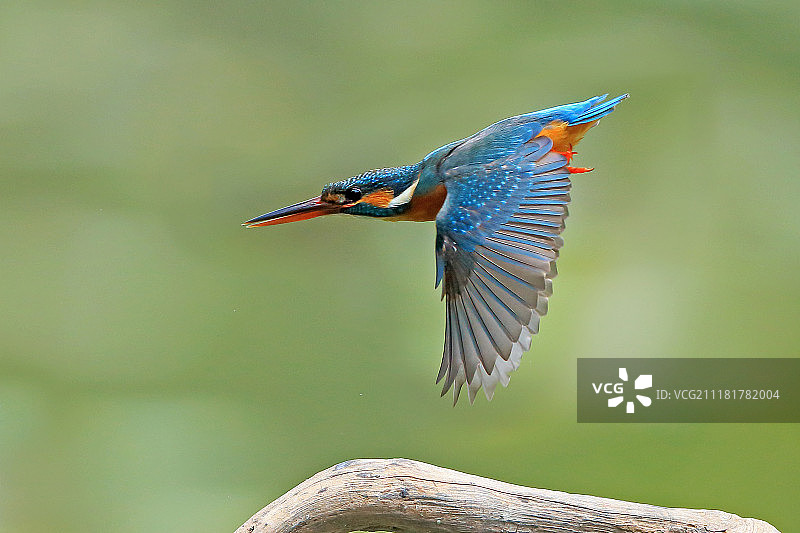 翠鸟飞翔的瞬间图片素材