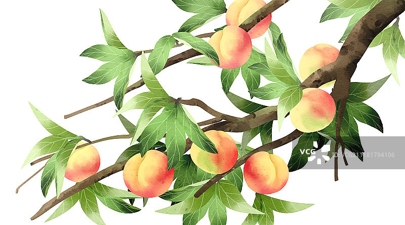 清新水彩风格植物系列图片素材