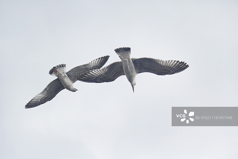 海鸥飞翔空中图片素材