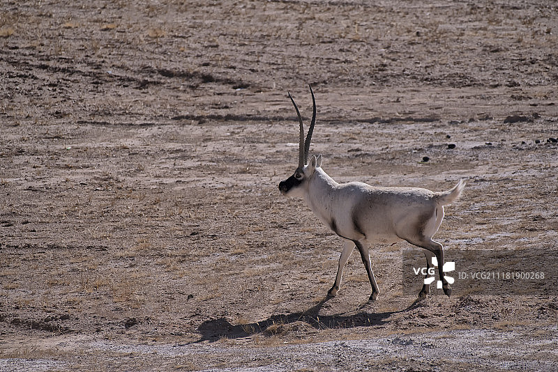 藏羚羊图片素材