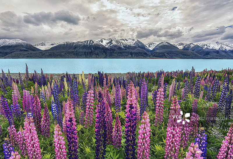 鲁冰花盛开的夏天图片素材