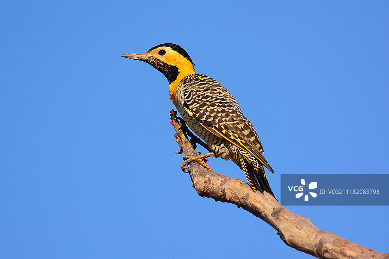 原野啄木鸟图片素材