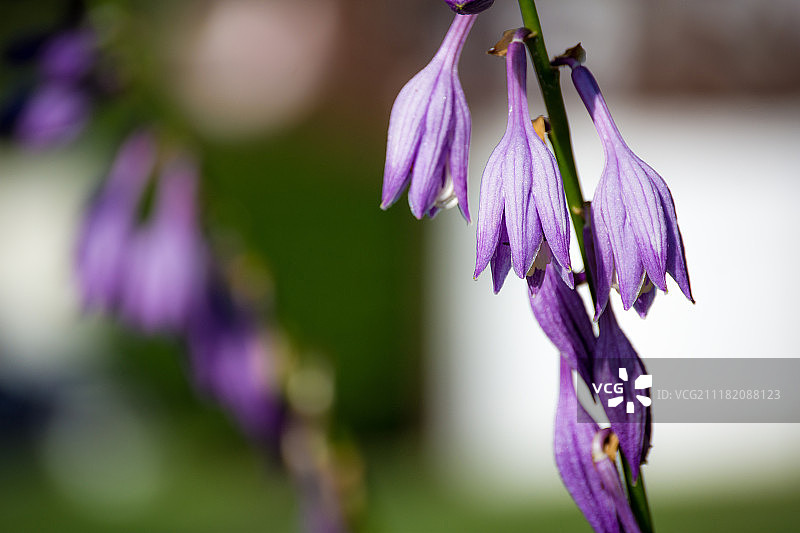 紫色的花图片素材
