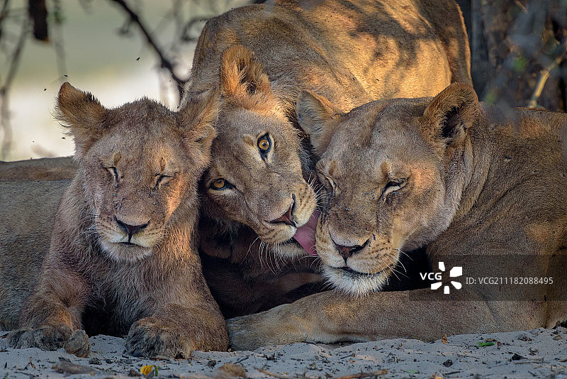 家庭关爱图片素材