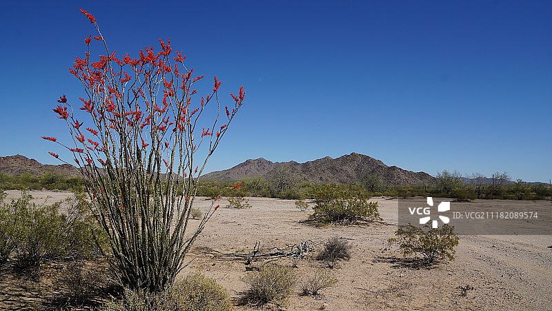 索诺兰沙漠图片素材
