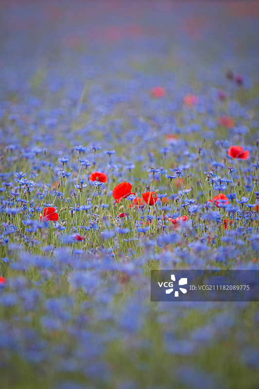 鲜花盛开的田野景色图片素材