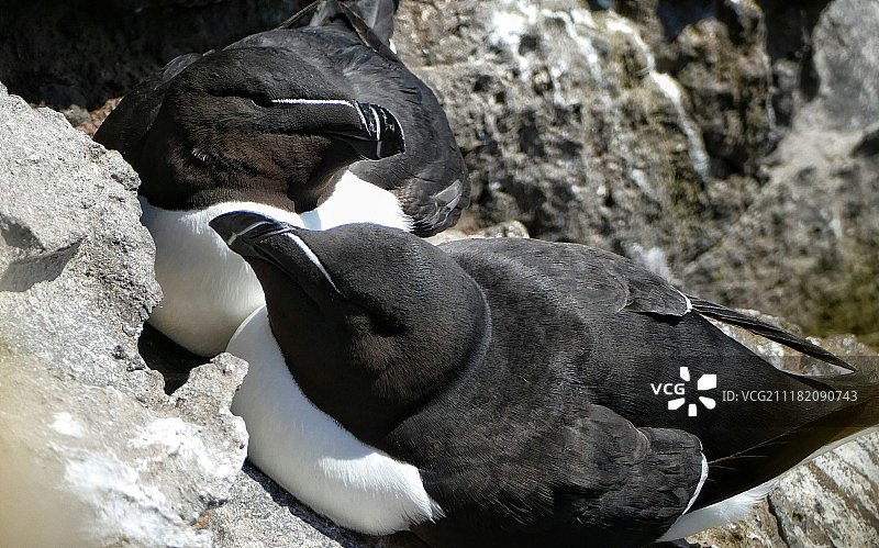 两只厚嘴海鸦的特写图片素材