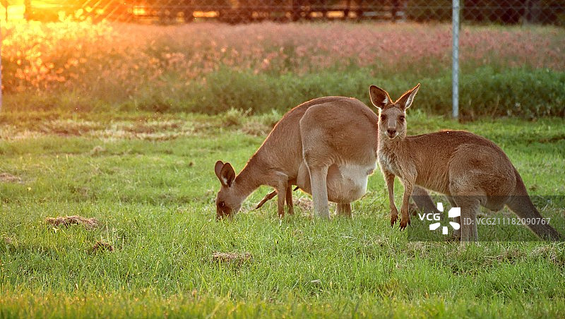 日落时分的袋鼠图片素材
