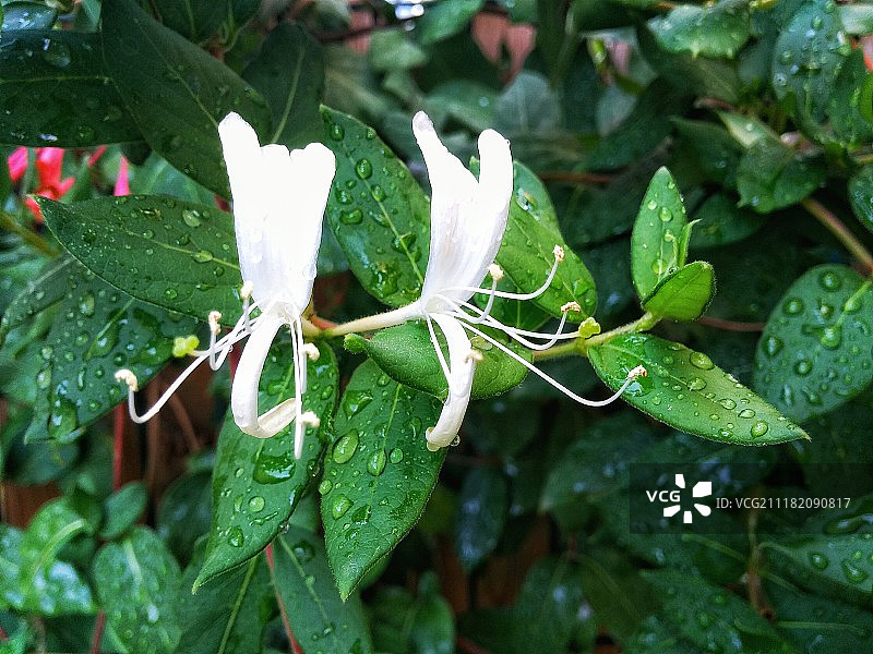 金银花图片素材