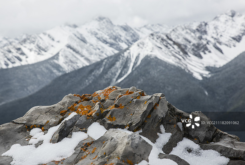 岩石上的橙色地衣图片素材