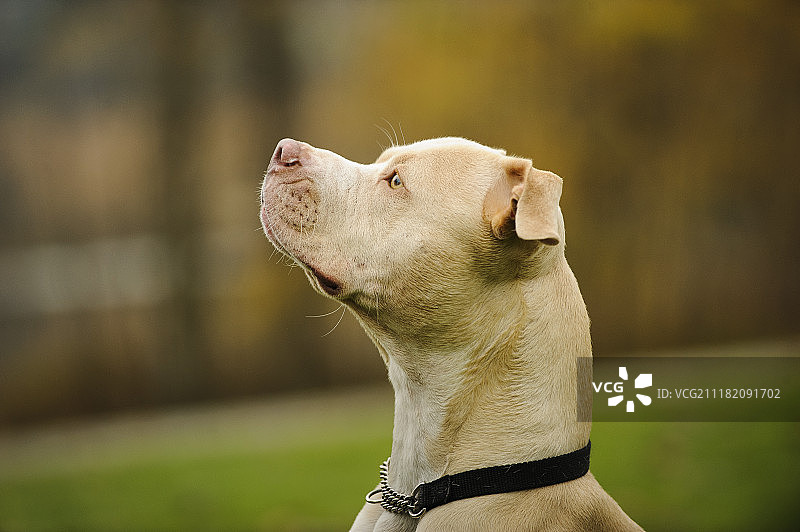 Bubbamat图片素材