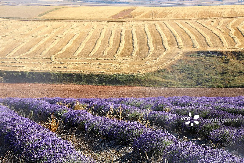 卡斯蒂利亚田野风光图片素材