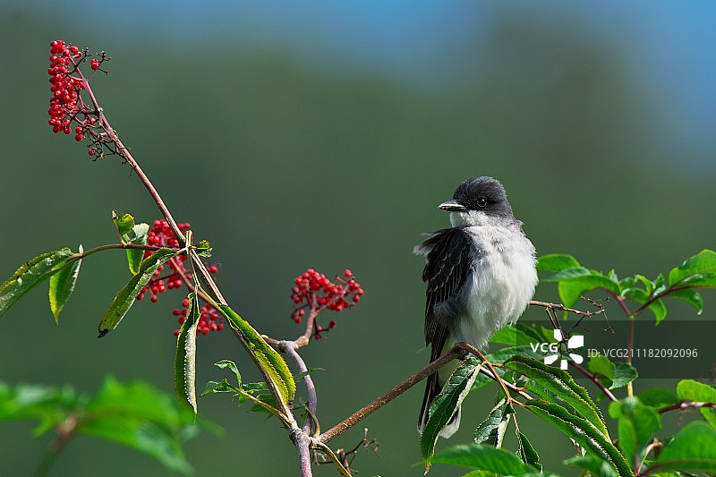 小鸣鹃鹟栖息在树枝上图片素材