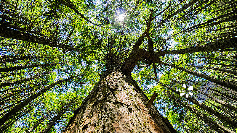 铁杉的鱼眼镜头图片素材