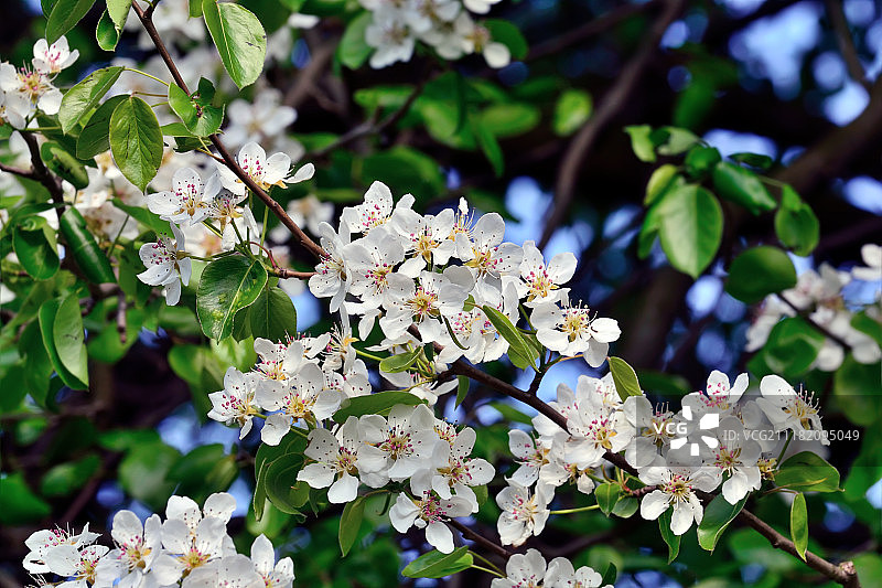 春季梨花图片素材