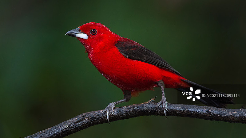 栖息在树枝上的巴西棕榈雀特写图片素材