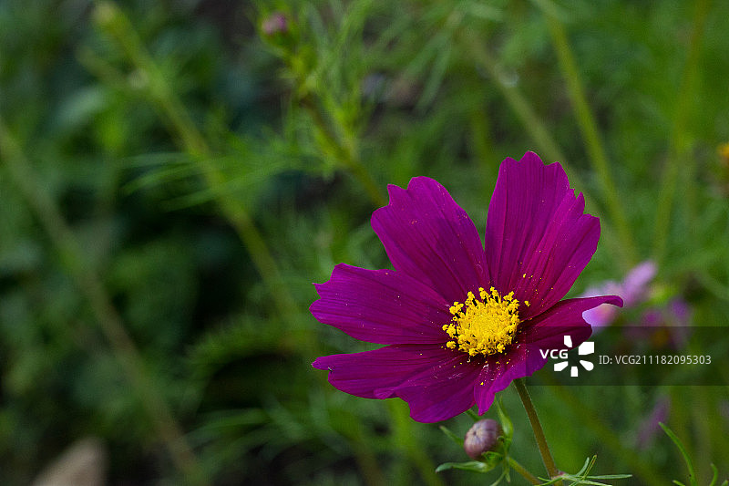 紫色大波斯菊图片素材