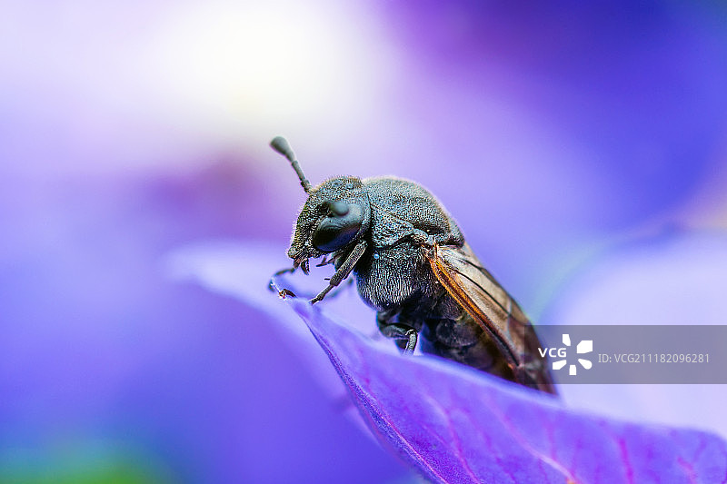 蓝色风铃草上的野生蜜蜂图片素材