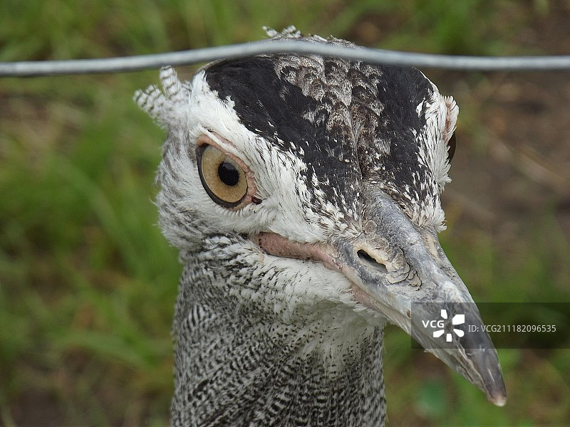 动物园鸟类图片素材