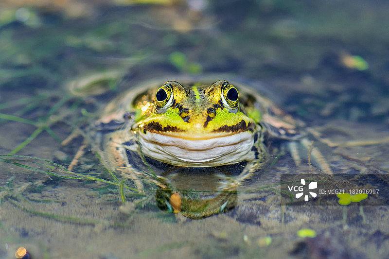 池塘里的青蛙图片素材