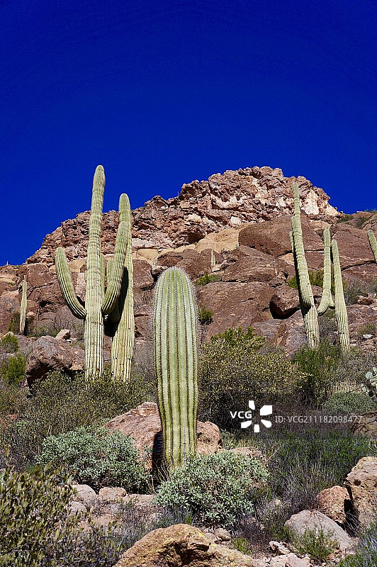 仙人掌和岩石图片素材