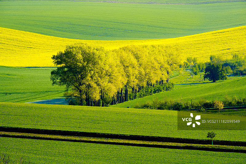 南摩拉维亚的波浪草地春季景观图片素材