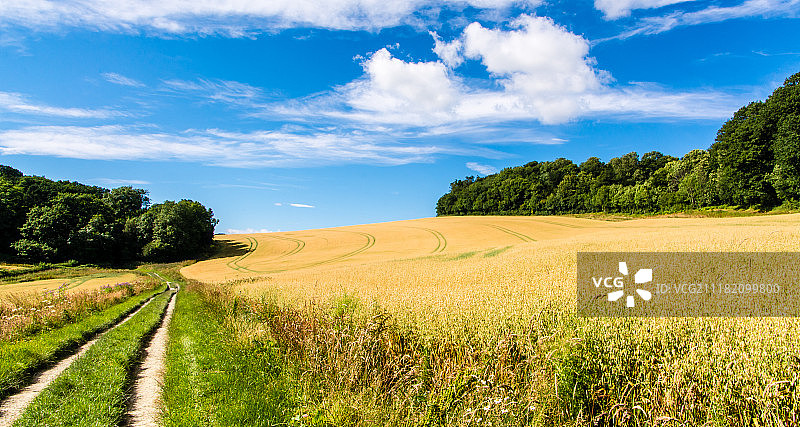 赫里福德郡伊斯特诺的大麦田图片素材