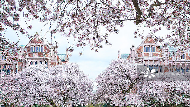 华盛顿大学樱花图片素材