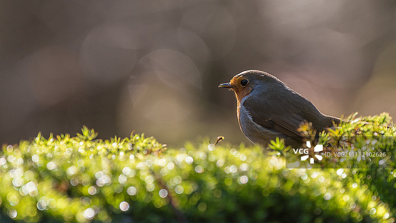 欧洲罗宾图片素材