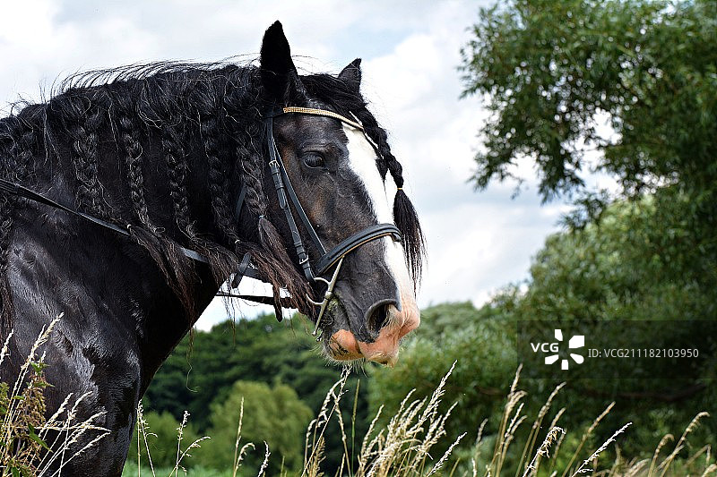 爱尔兰科布马图片素材