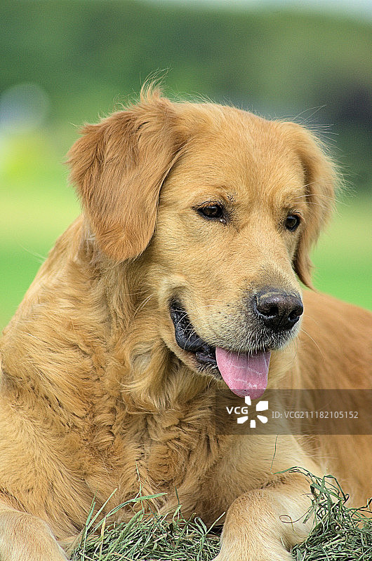 杜布瓦-杜维维耶金犬图片素材