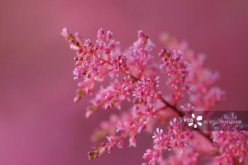 粉色娇嫩鲜花特写图片素材