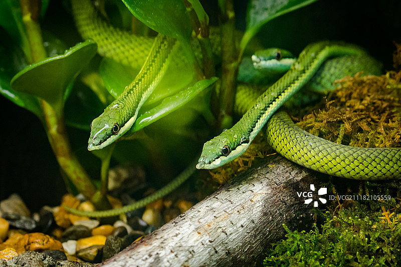 巴伦绿赛蛇特写图片素材