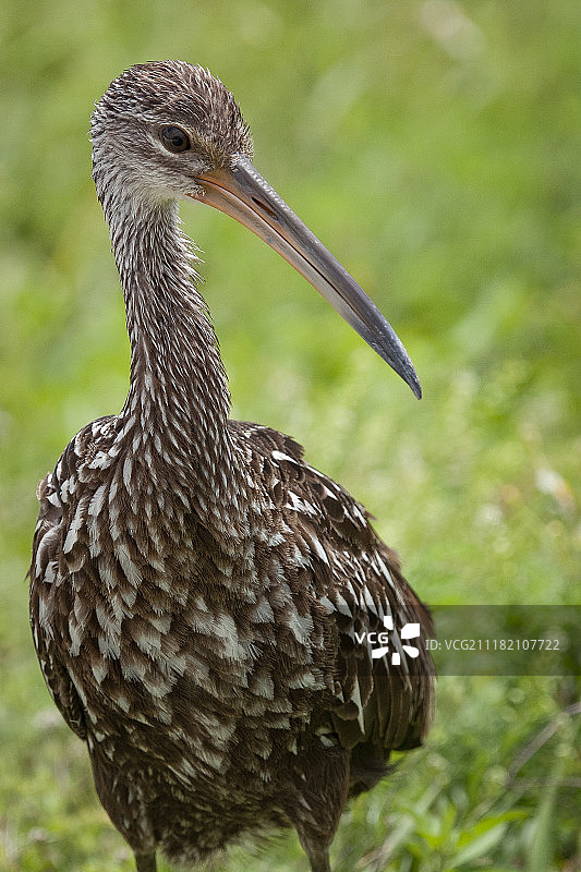 年轻的林鹮图片素材