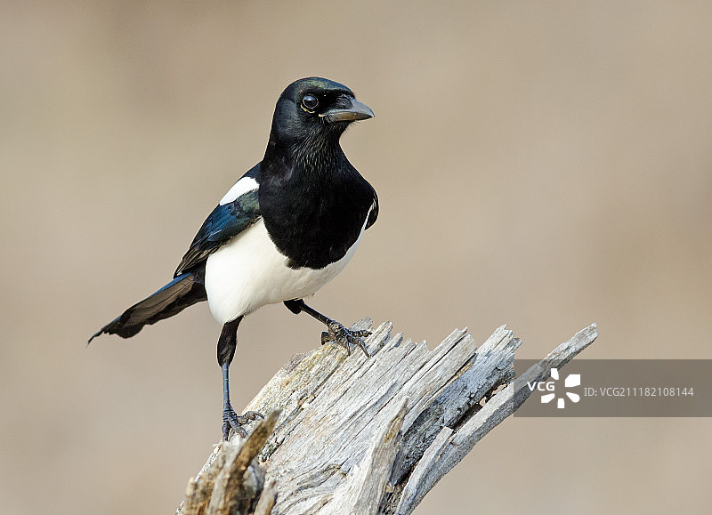 栖息在木头上的欧亚喜鹊肖像图片素材