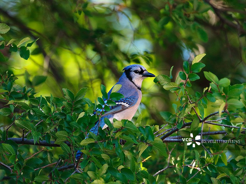 冠蓝鸦图片素材