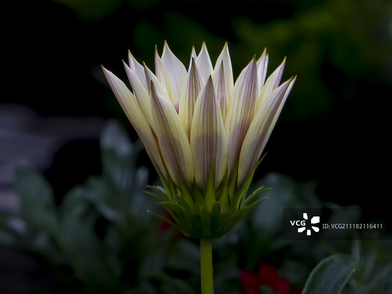 生命之火图片素材