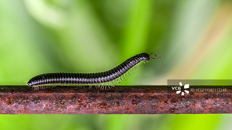 黑 Tachypodoiulus 蜈蚣图片素材