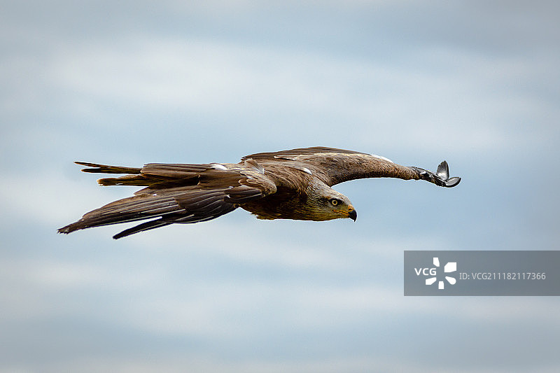 飞行中的红色野生风筝图片素材
