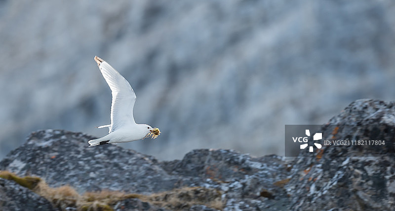 象牙鸥图片素材