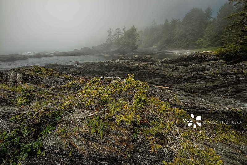 植物海滩图片素材