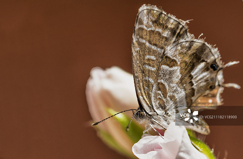 天竺葵铜灰蝶图片素材