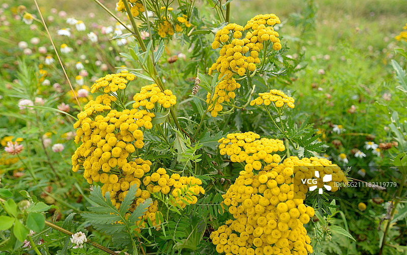 艾菊花特写图片素材