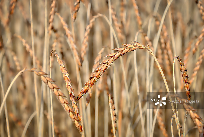 小麦属图片素材