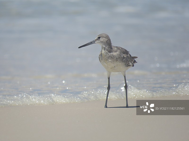 Asta Z.摄影作品图片素材