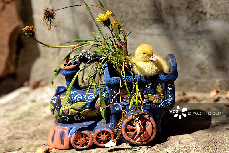 蓝色陶瓷小火车里的可爱小鸭子图片素材