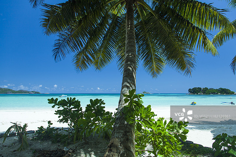 棕榈树图片素材