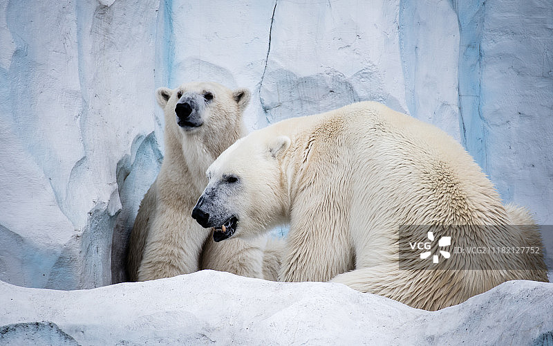 北极熊图片素材