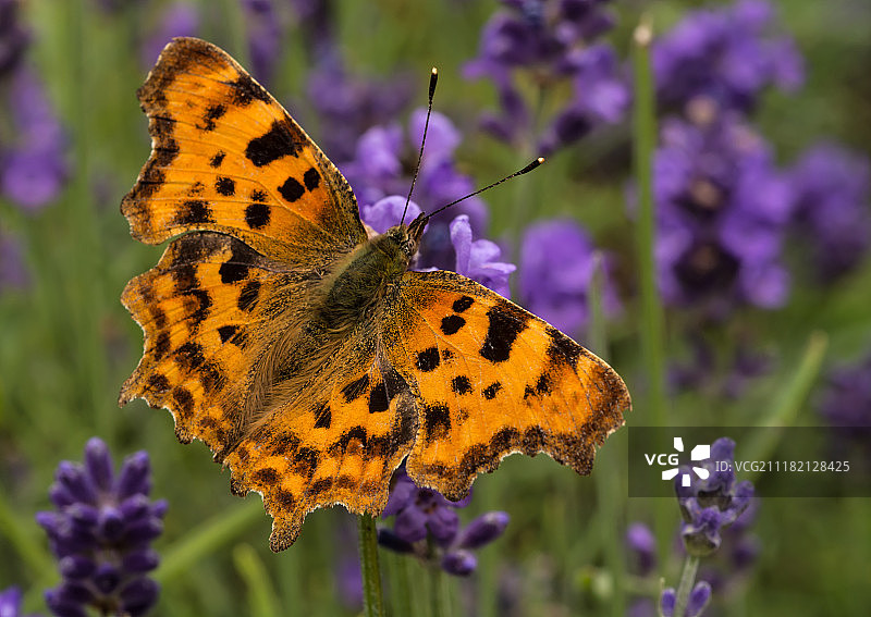 一个对正确标点符号一丝不苟的人！图片素材